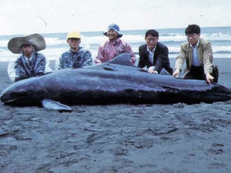 保育臺灣海域的鯨豚！ 中華鯨豚協會曾鉦琮秘書長專訪
