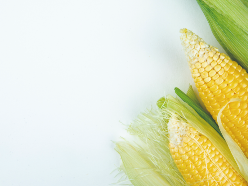 你吃的玉米有幾排？是基改玉米嗎？破解玉米的都市傳說