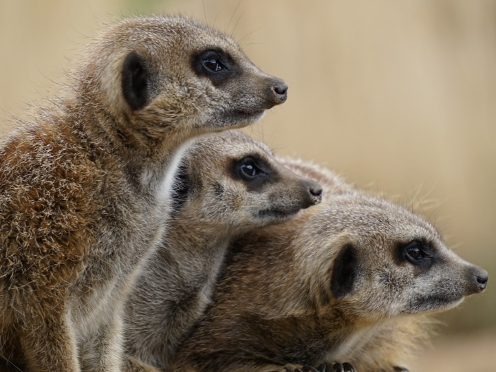 北美瀕危物種「黑足鼬」複製成功 科學家盼能再次豐富族群多樣性