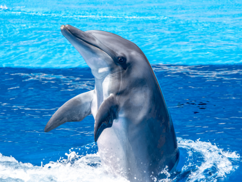 海豚聽音辨友 記憶能力可達20年