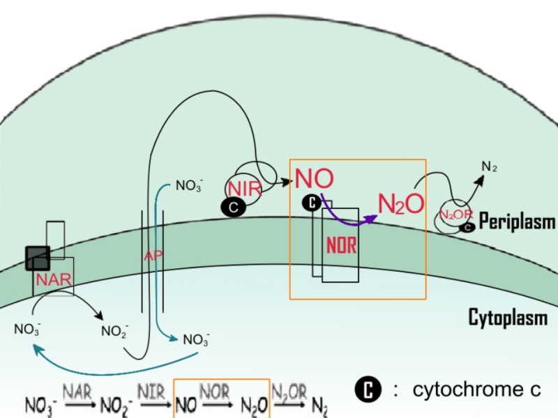 一氧化氮還原酶，脫氮反應的大功臣