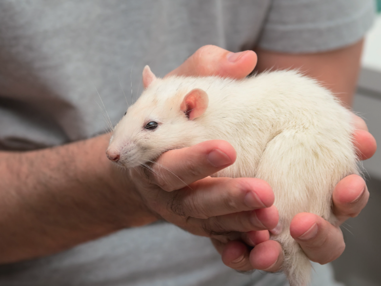 將人類細胞植入老鼠大腦中「人鼠混合大腦」帶來治療新方向