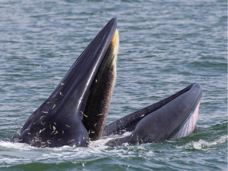 鯨魚一天吞食多少塑膠微粒？
