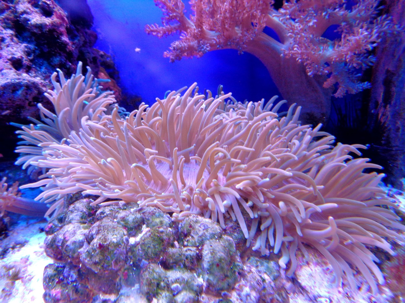 美麗珊瑚另類用途—珊瑚製藥的研究與發展