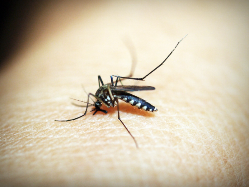 為什麼蚊子總是叮我？