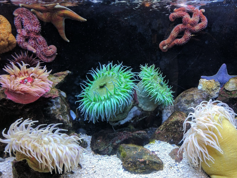 台灣之光與美麗海葵—同步輻射在海洋生物研究的應用