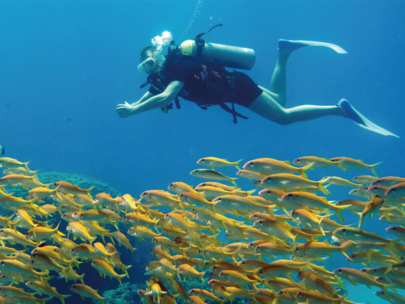 竊錄魚說話 利用水下聲音監測海洋生態