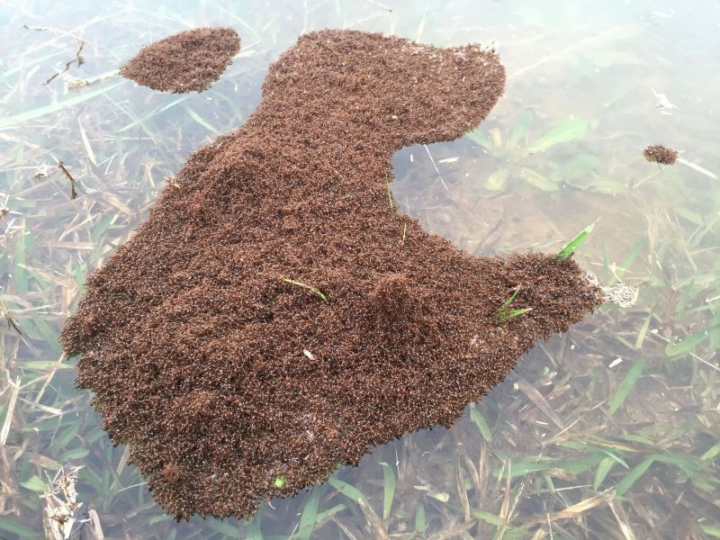 清大研究解開紅火蟻「結筏」機制 未來可望應用於活性仿生材料