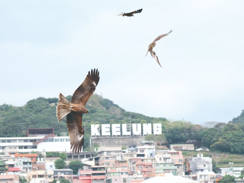 基隆黑鳶知多少？ 觀察結果道相報！