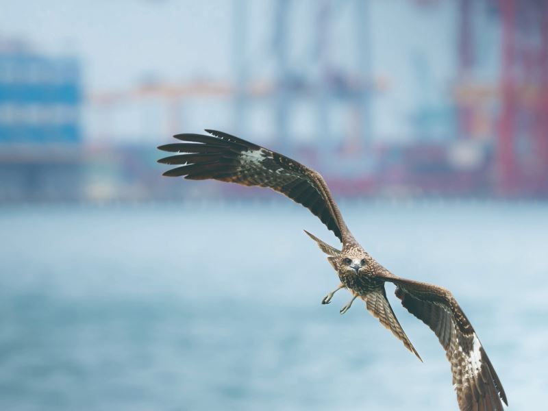 放飛後的黑鳶到哪兒去？ 黑鳶的繫放與追蹤