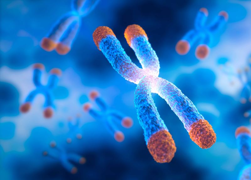 癌細胞長生不老的秘密 非編碼 RNA 與癌症、 遺傳性疾病的關係