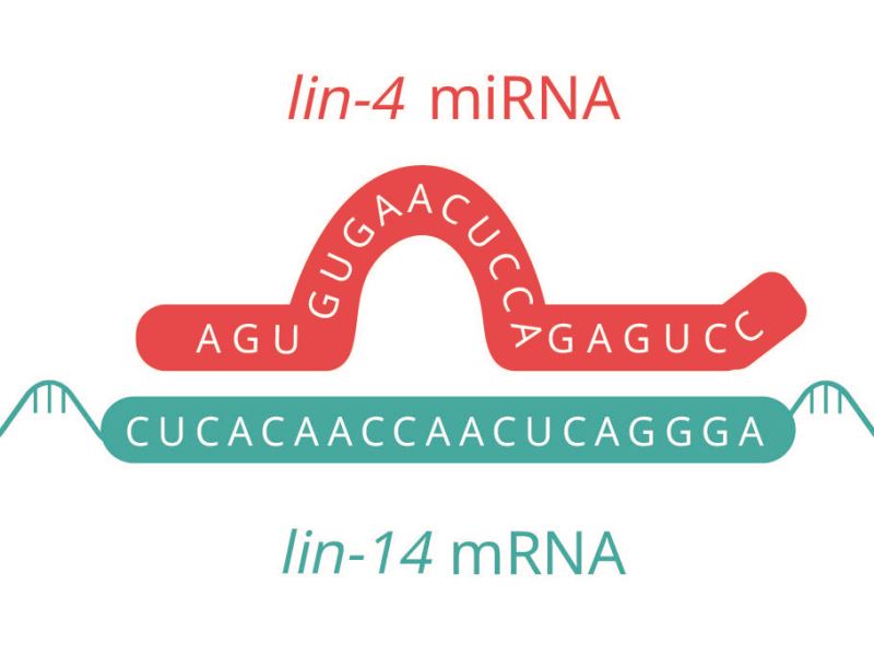 顛覆傳統的微小生命密碼 改寫生物學中心法則的 miRNA