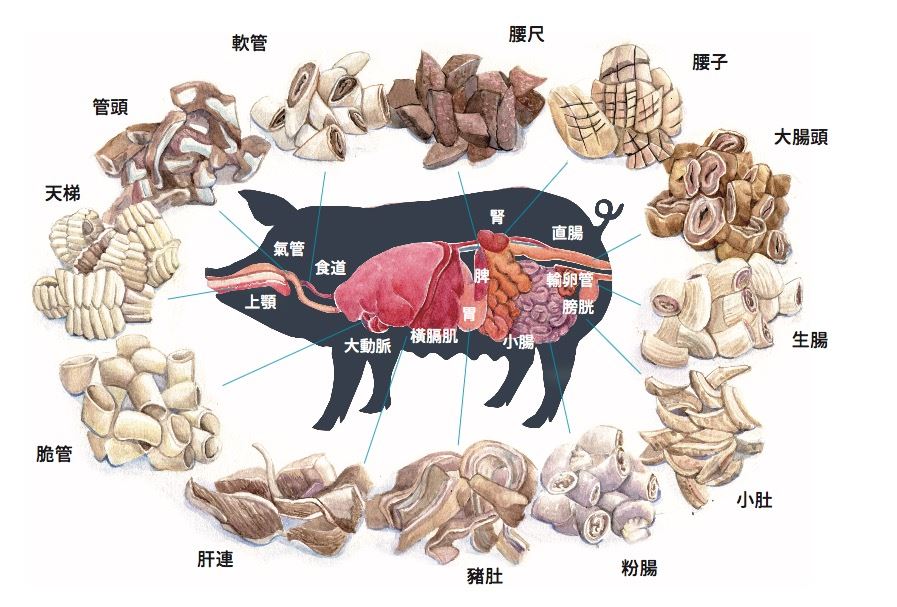 猪的全身器官分布图图片